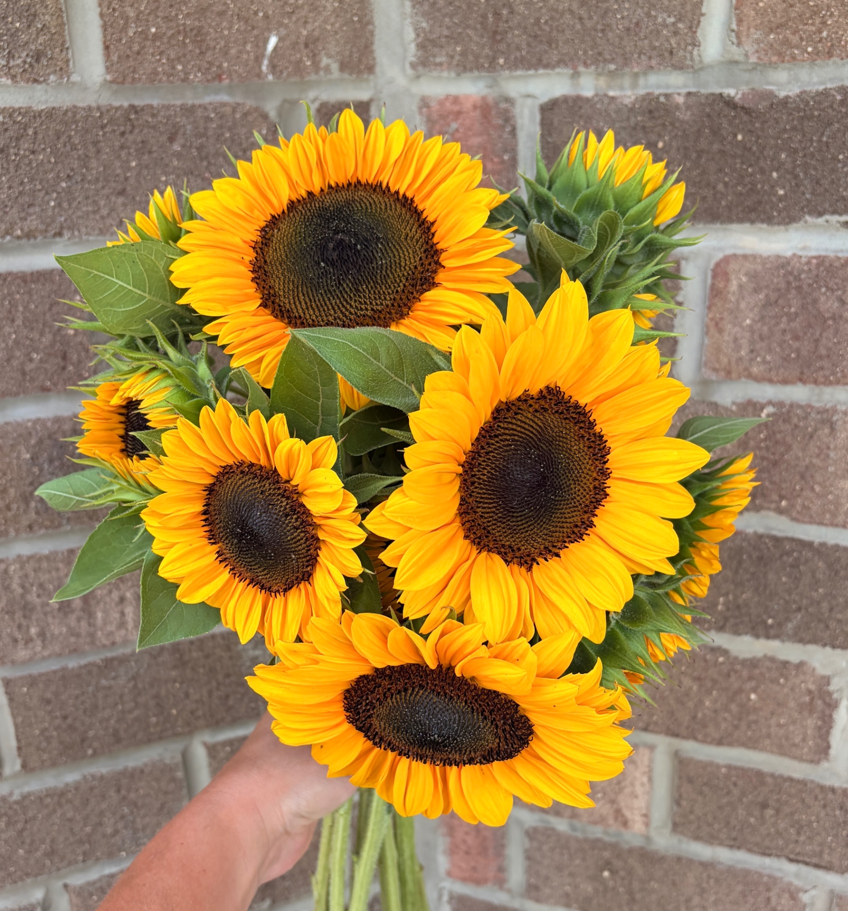 Bright bouquet of farm-grown sunflowers